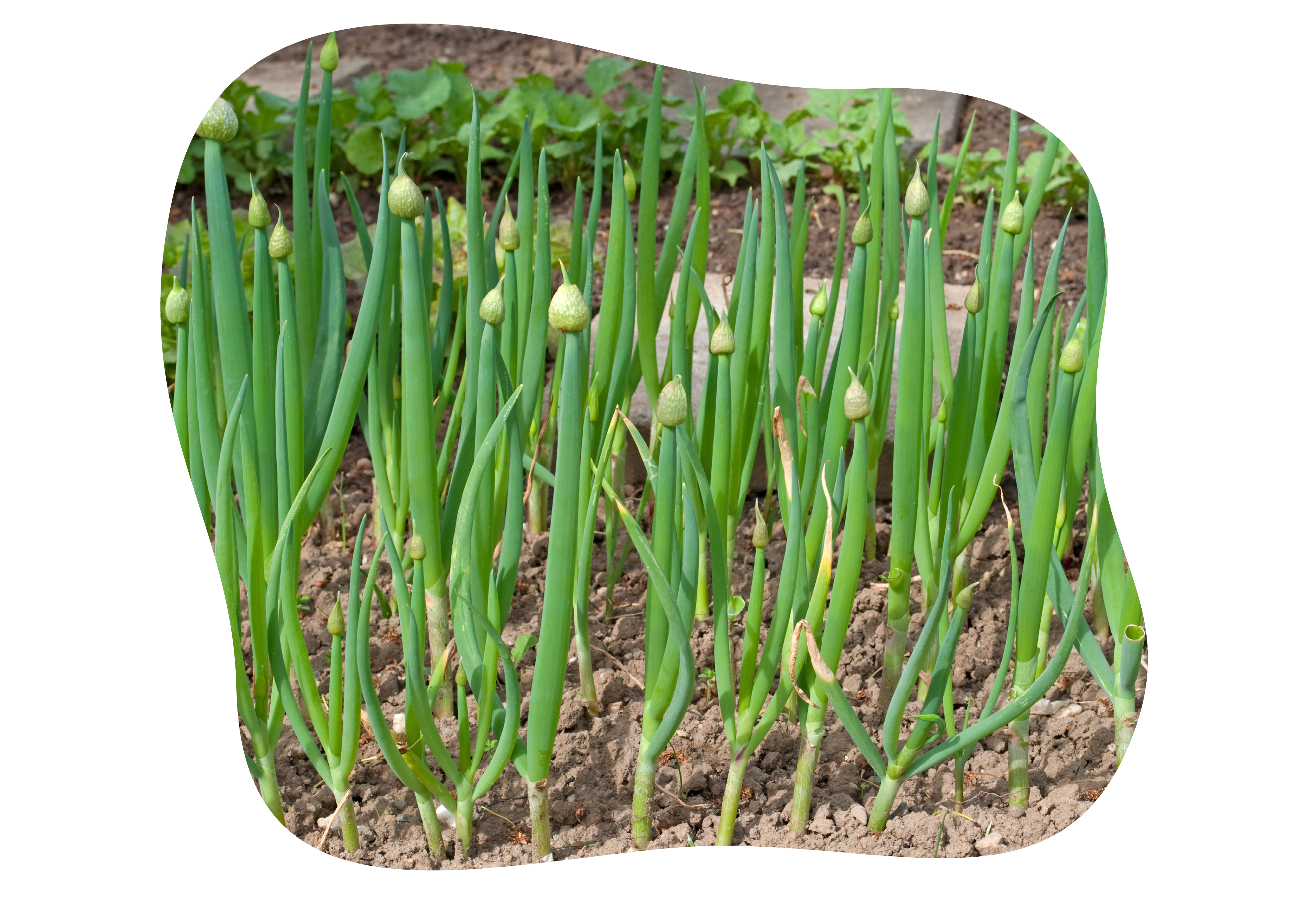 knoblauch_zweibeln_im_herbst_pflanzen_kiefls_welt_in_gauting_bei_muenchen_4.png