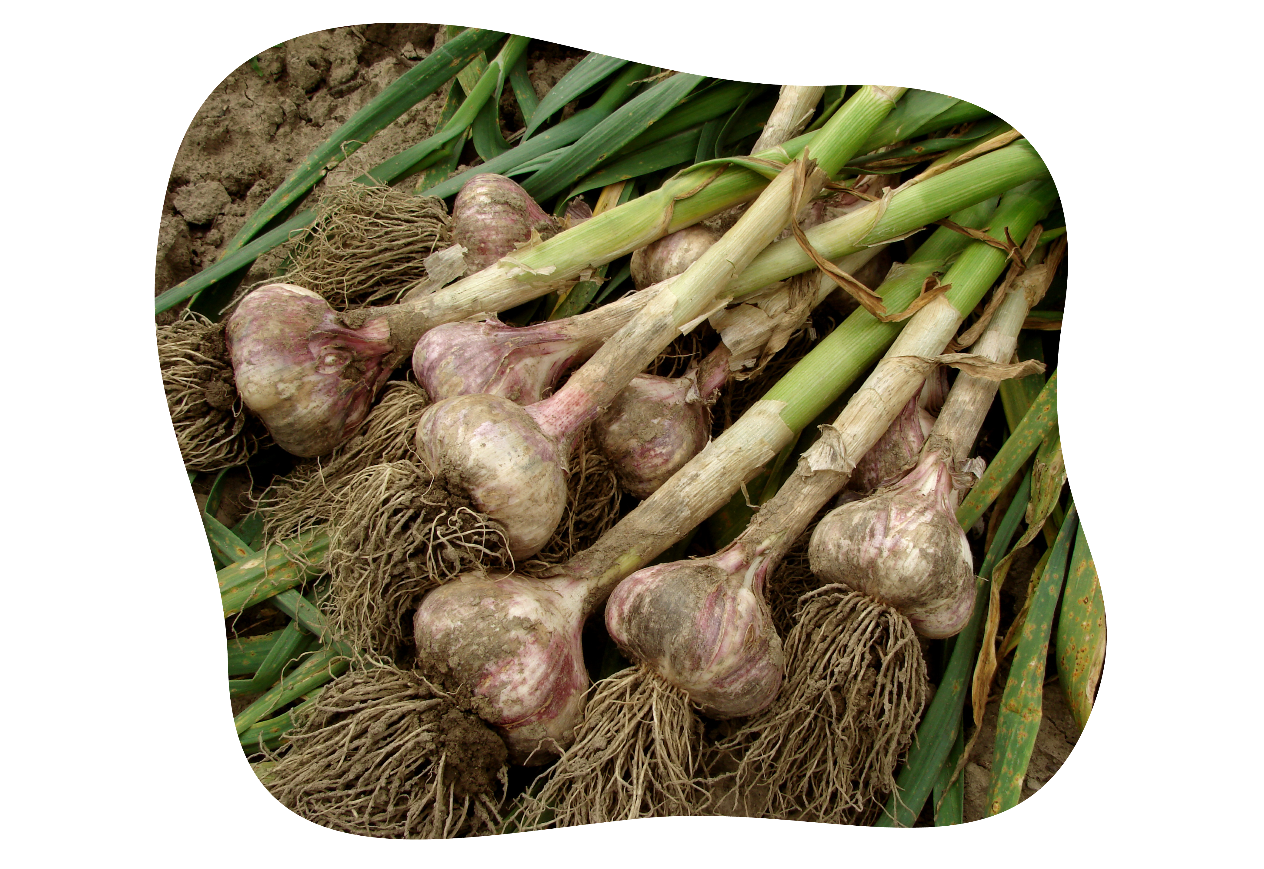 knoblauch_zweibeln_im_herbst_pflanzen_kiefls_welt_in_gauting_bei_muenchen_1.png