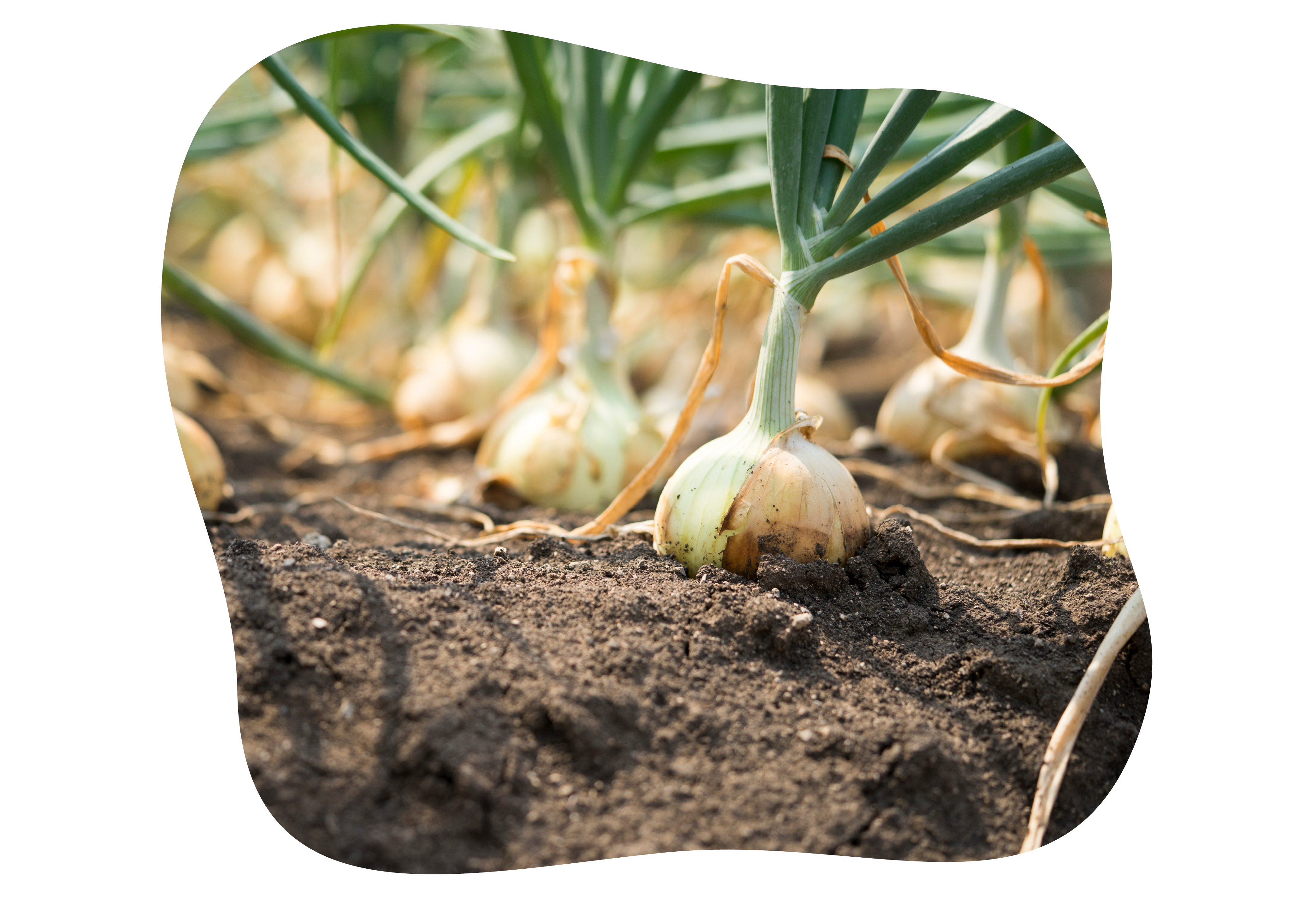 knoblauch_zweibeln_im_herbst_pflanzen_kiefls_welt_in_gauting_bei_muenchen_5.png