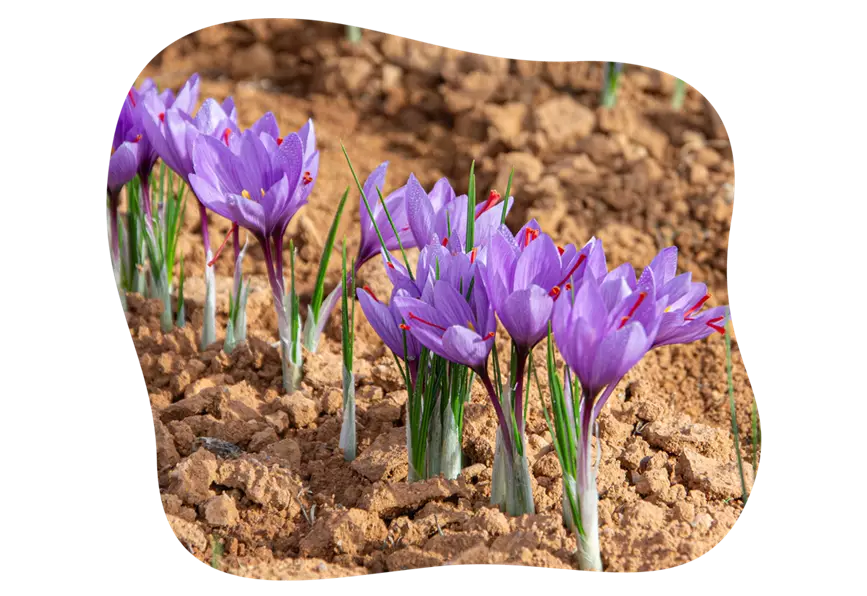 safran-krokus_kiefls_welt_in_gauting_bei_muenchen_gartenratgeber-kW37-26.png