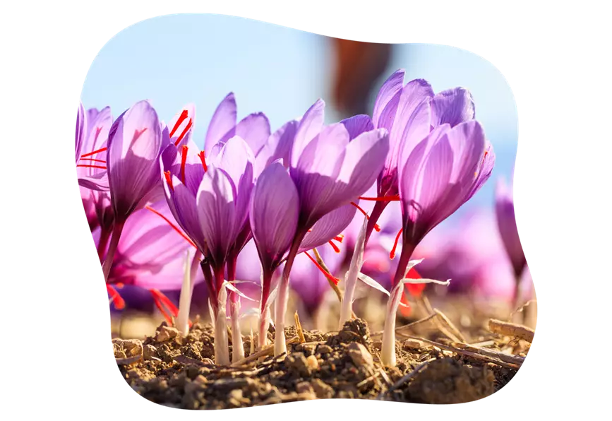 safran-krokus_kiefls_welt_in_gauting_bei_muenchen_gartenratgeber-KW37-26_2.png