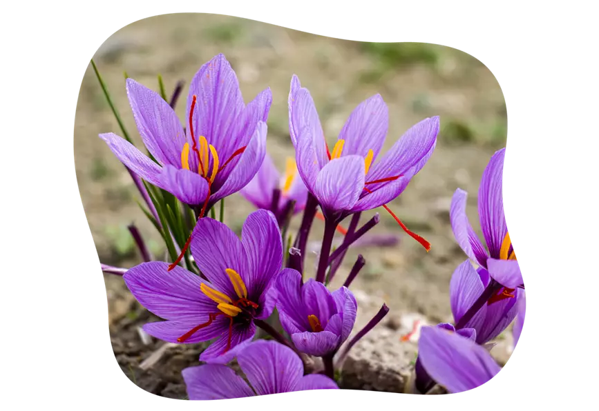 safran-krokus_kiefls_welt_in_gauting_bei_muenchen_gartenratgeber-KW37-26_3.png