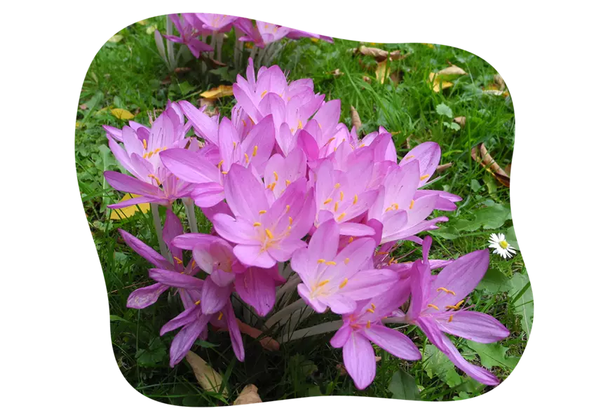 herbstzeitlose_kiefls_welt_in_gauting_bei_muenchen_gartenratgeber-kW37-26.png