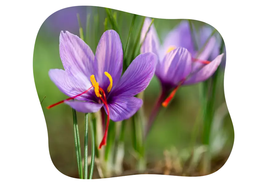 safran-krokus_kiefls_welt_in_gauting_bei_muenchen_gartenratgeber-KW37-26_5.png
