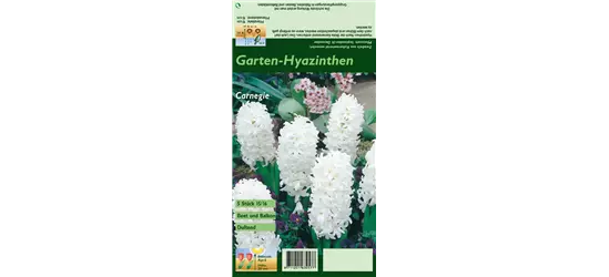 Hyazinthe 'Carnegie'