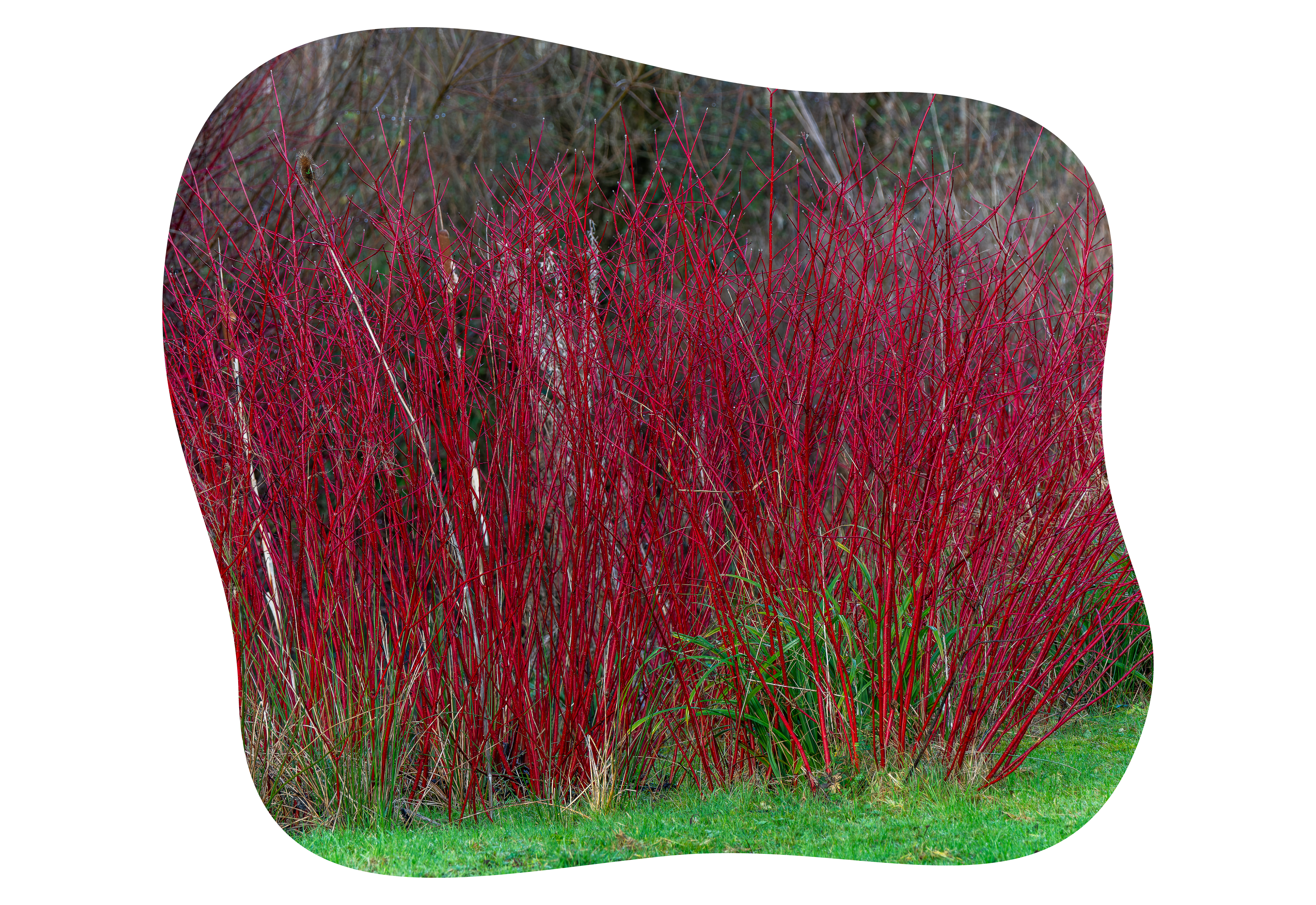 sibirischer_hartriegel_winterschoene_rinde_kiefls_welt_in_gauting_bei_muenchen.png