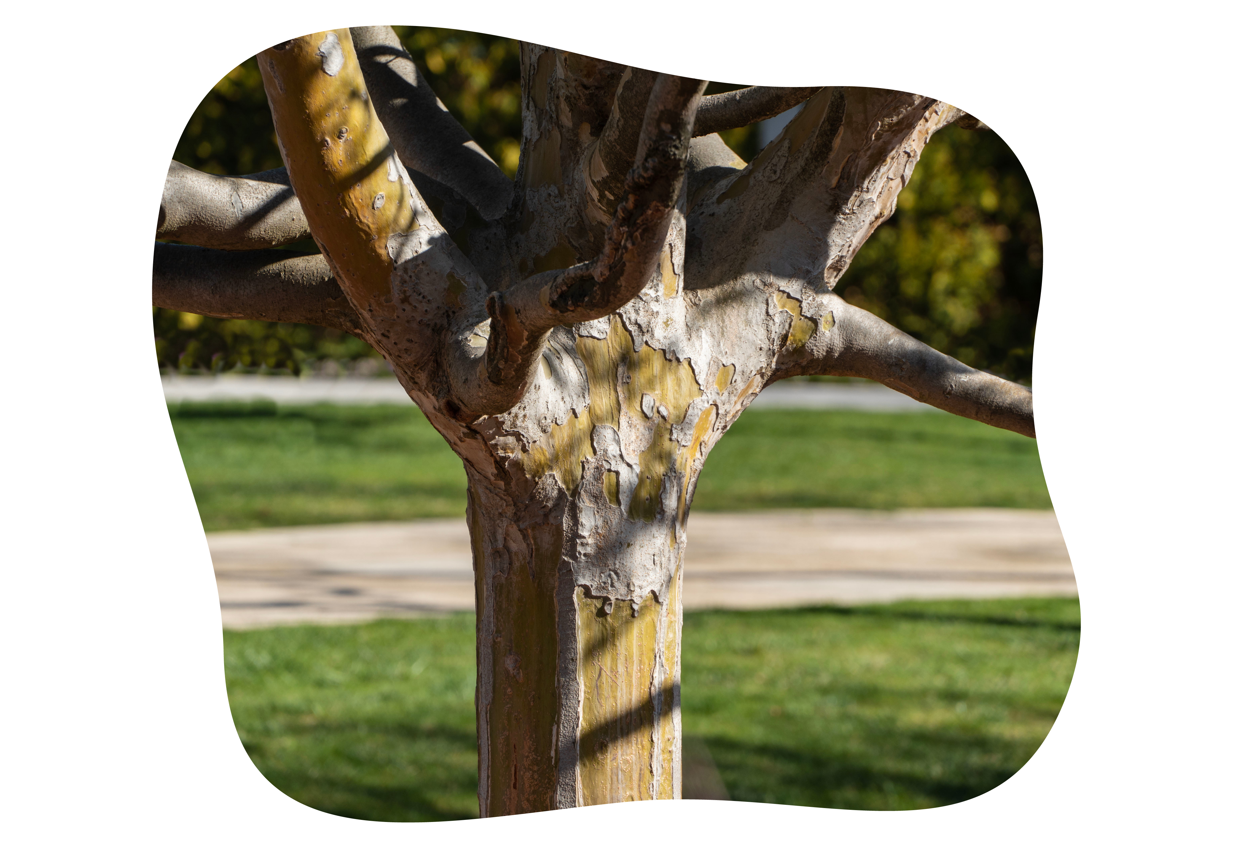 eisenholzbaum_winterschoene_rinde_kiefls_welt_in_gauting_bei_muenchen.png