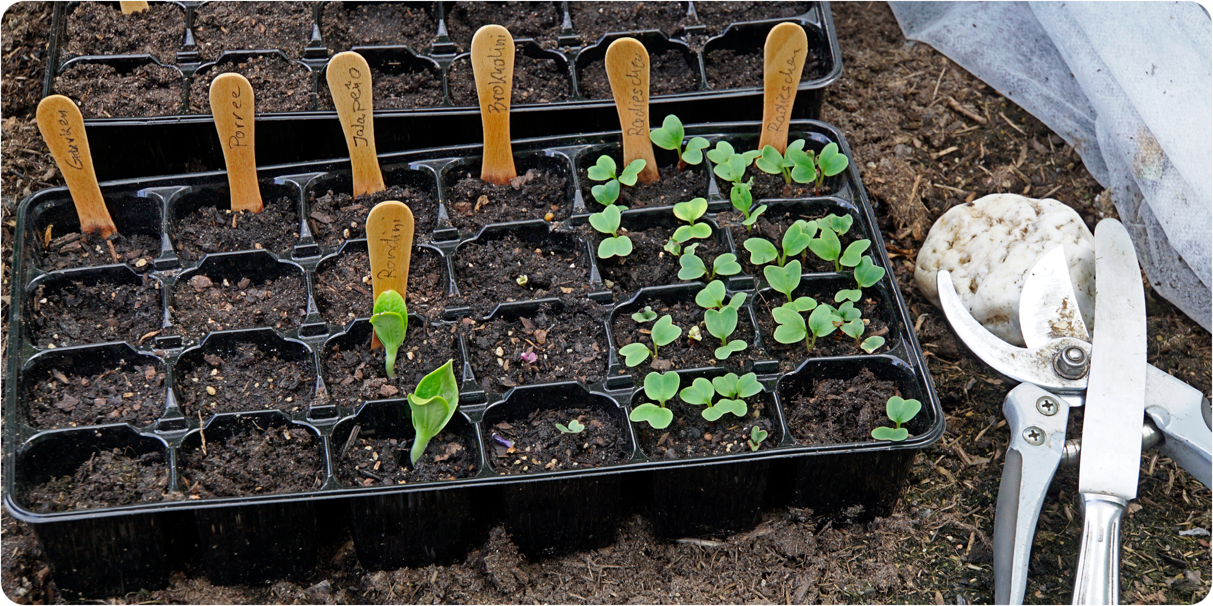 februar_gemuesejahr_kiefls_welt_in_gauting_bei_muenchen_2.png
