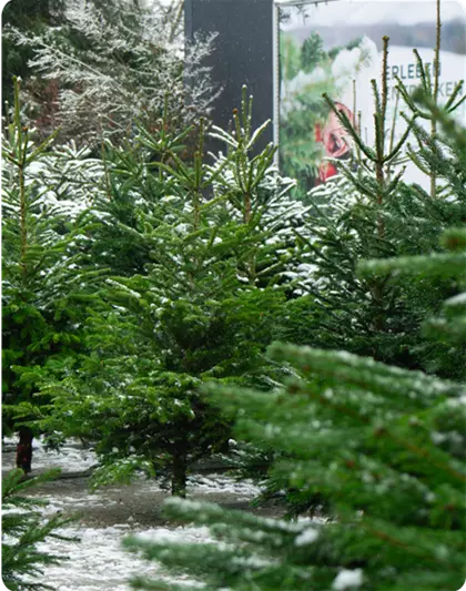 Christbaum-Verkauf | Ab 20.11.2026