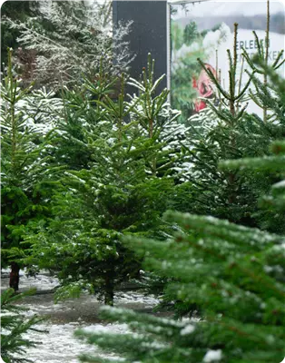 Christbaum-Verkauf | Ab 20.11.2026