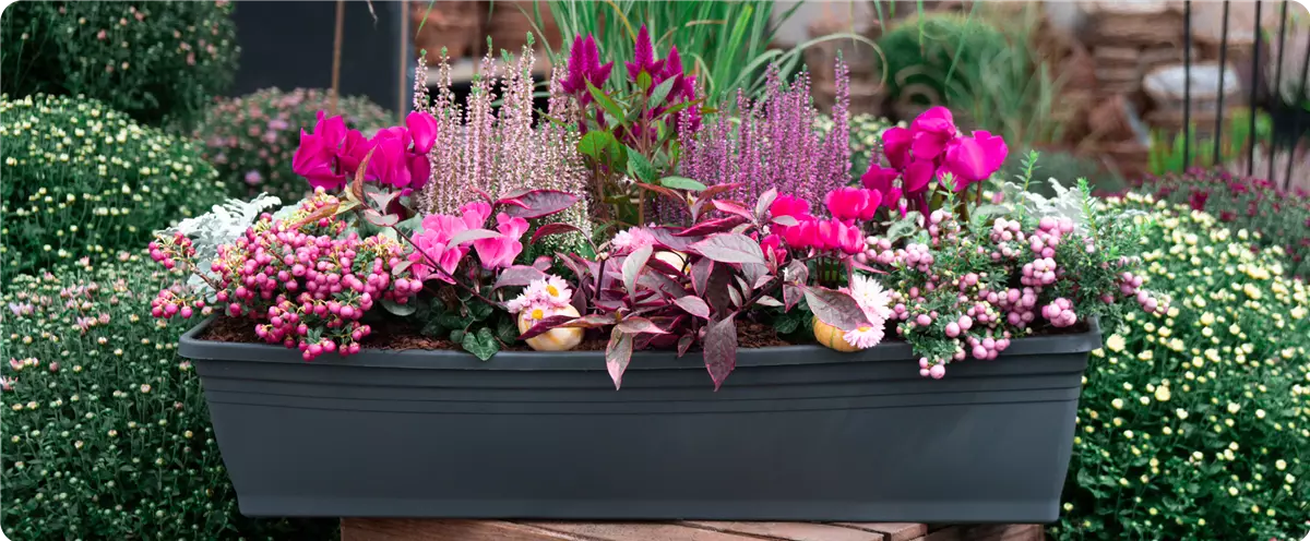 pink_herbstliche-balkonkaesten-ideen-aus-kiefls-welt-gartencenter-kiefl-in-gauting-bei-muenchen-1.png