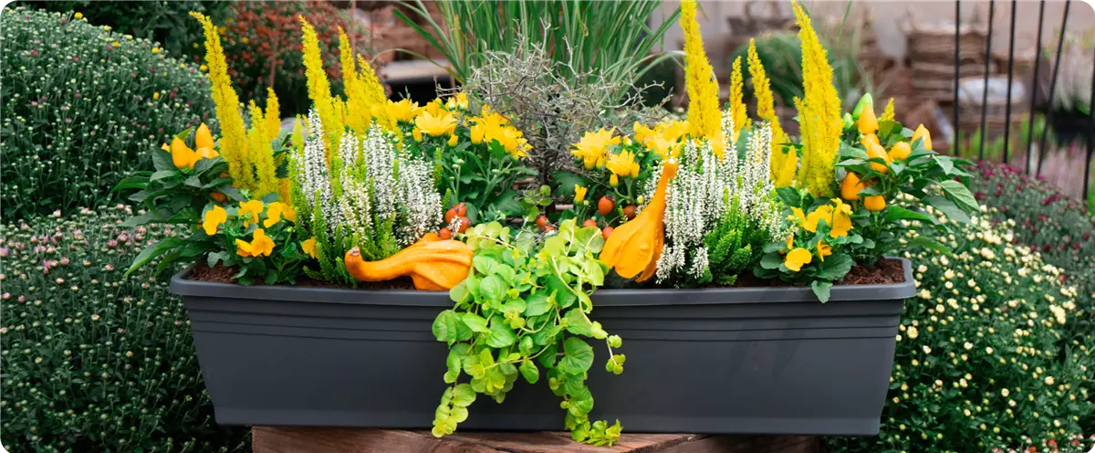 gelb_herbstliche-balkonkaesten-ideen-aus-kiefls-welt-gartencenter-kiefl-in-gauting-bei-muenchen-1.png