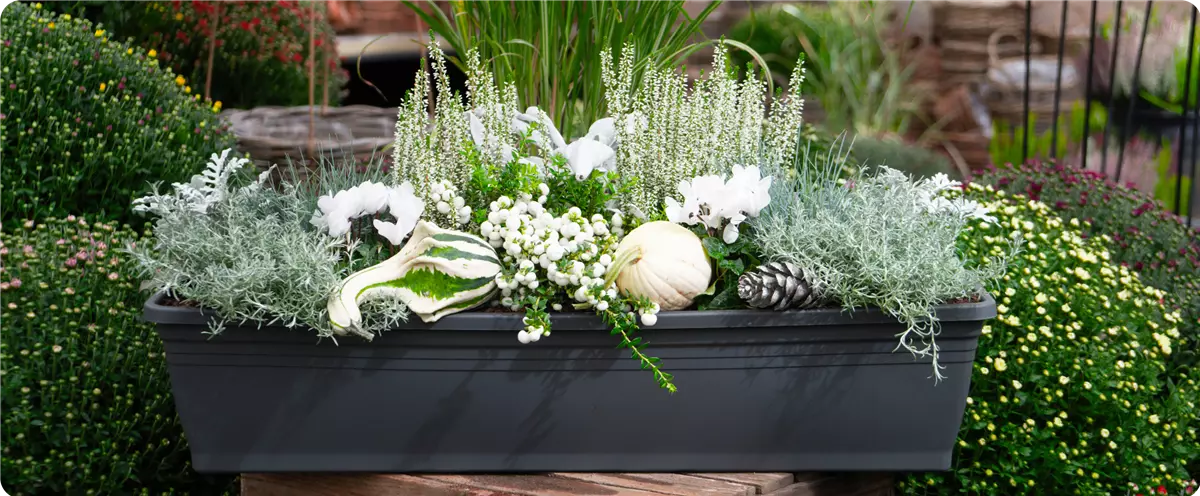 weiss_herbstliche-balkonkaesten-ideen-aus-kiefls-welt-gartencenter-kiefl-in-gauting-bei-muenchen-1.png