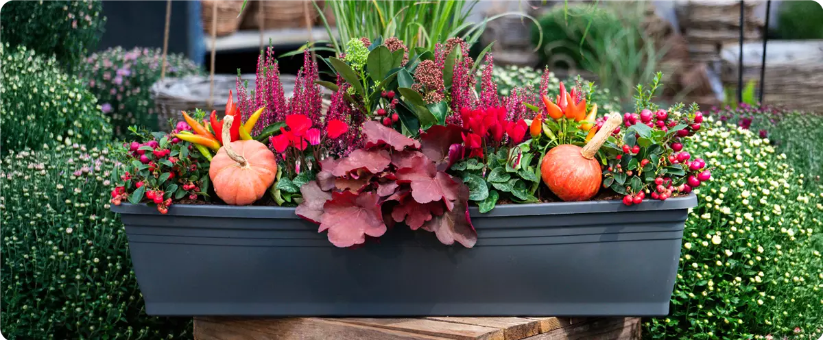 rot_herbstliche-balkonkaesten-ideen-aus-kiefls-welt-gartencenter-kiefl-in-gauting-bei-muenchen-1.png