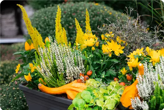 gelb_klein_herbstliche-balkonkaesten-ideen-aus-kiefls-welt-gartencenter-kiefl-in-gauting-bei-muenchen_1.png