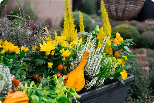 gelb_klein_herbstliche-balkonkaesten-ideen-aus-kiefls-welt-gartencenter-kiefl-in-gauting-bei-muenchen_2.png