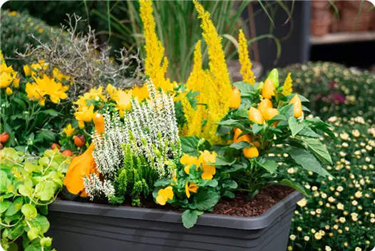 gelb_klein_herbstliche-balkonkaesten-ideen-aus-kiefls-welt-gartencenter-kiefl-in-gauting-bei-muenchen_3.png