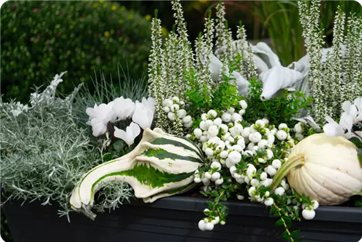 weiss_klein_herbstliche-balkonkaesten-ideen-aus-kiefls-welt-gartencenter-kiefl-in-gauting-bei-muenchen_1.png