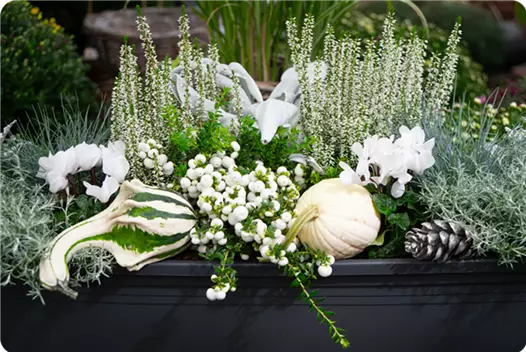 weiss_klein_herbstliche-balkonkaesten-ideen-aus-kiefls-welt-gartencenter-kiefl-in-gauting-bei-muenchen_2.png