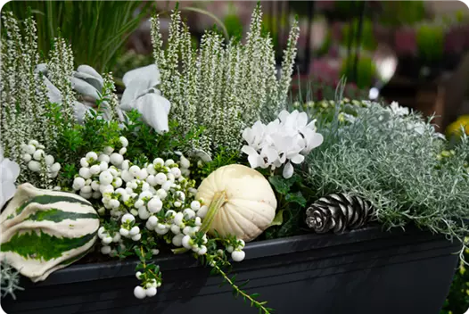 weiss_klein_herbstliche-balkonkaesten-ideen-aus-kiefls-welt-gartencenter-kiefl-in-gauting-bei-muenchen_3.png