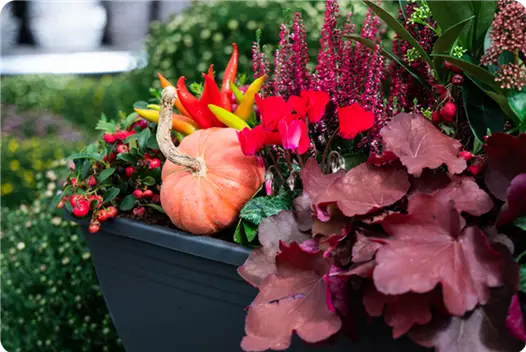 rot_klein_herbstliche-balkonkaesten-ideen-aus-kiefls-welt-gartencenter-kiefl-in-gauting-bei-muenchen_1.png
