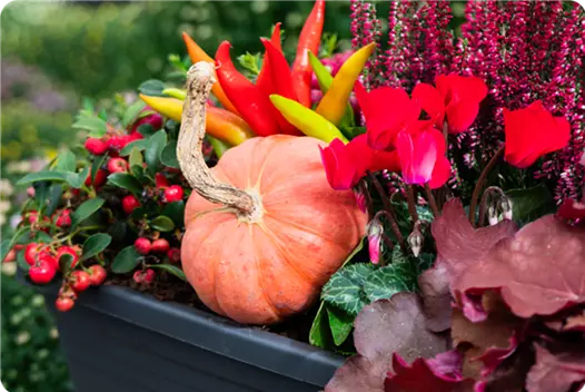 rot_klein_herbstliche-balkonkaesten-ideen-aus-kiefls-welt-gartencenter-kiefl-in-gauting-bei-muenchen_2.png