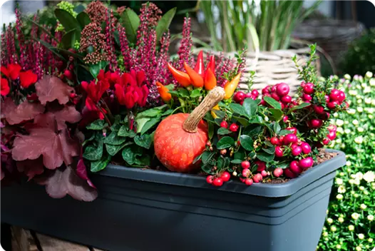 rot_klein_herbstliche-balkonkaesten-ideen-aus-kiefls-welt-gartencenter-kiefl-in-gauting-bei-muenchen_3.png