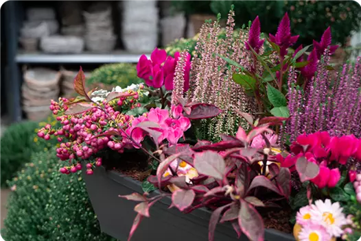 pink_klein_herbstliche-balkonkaesten-ideen-aus-kiefls-welt-gartencenter-kiefl-in-gauting-bei-muenchen_1.png