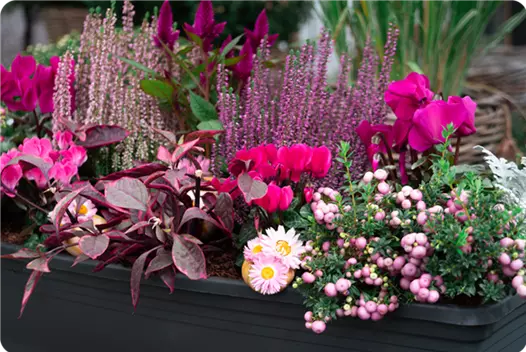 pink_klein_herbstliche-balkonkaesten-ideen-aus-kiefls-welt-gartencenter-kiefl-in-gauting-bei-muenchen_2.png