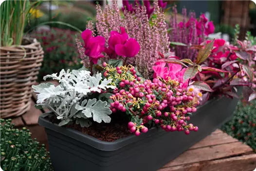 pink_klein_herbstliche-balkonkaesten-ideen-aus-kiefls-welt-gartencenter-kiefl-in-gauting-bei-muenchen_3.png