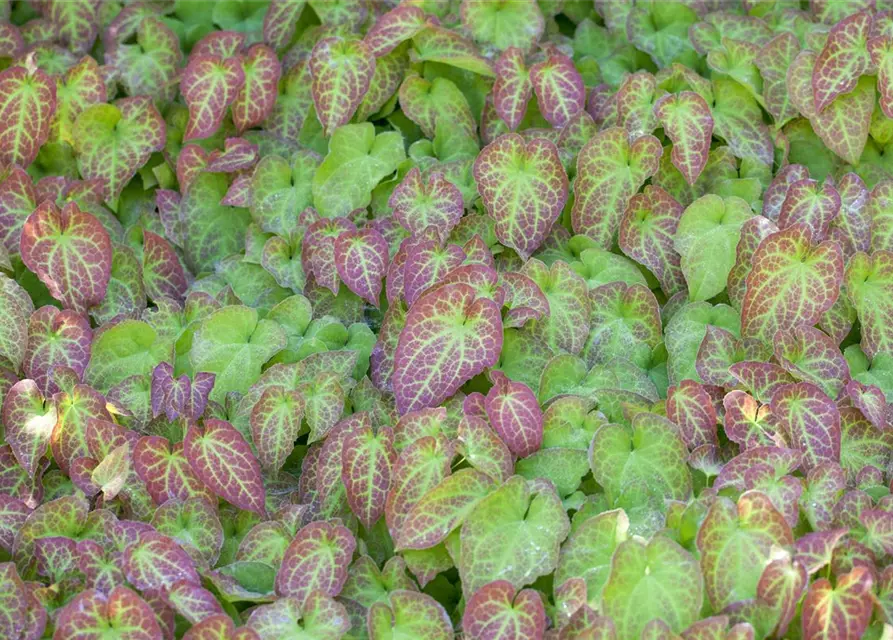 Frohnleiten-Garten-Elfenblume 'Frohnleiten'
