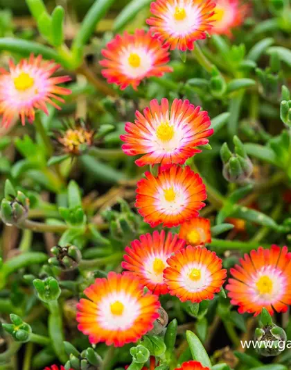 Delosperma cooperi 'JD Grenade' -R-