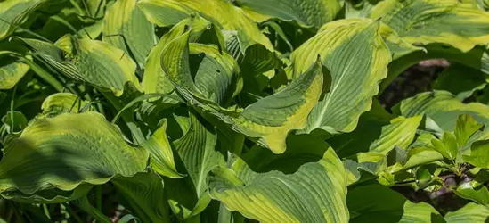 Garten-Funkie 'Atlantis'