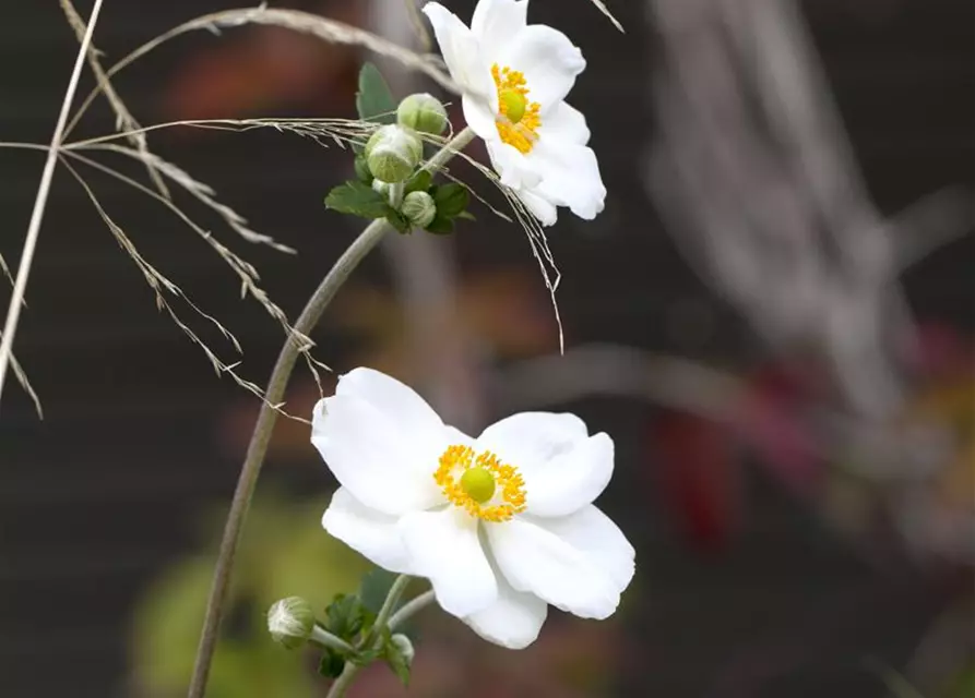 Garten-Herbst-Anemone 'Honorine Jobert'