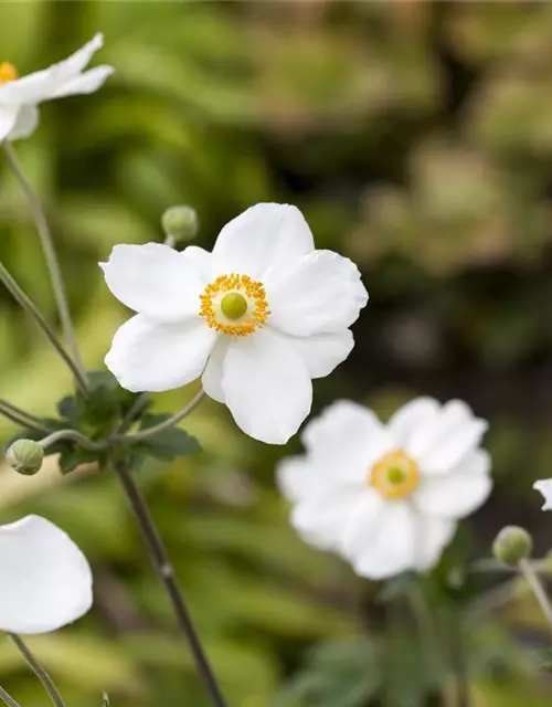 Garten-Herbst-Anemone 'Honorine Jobert'