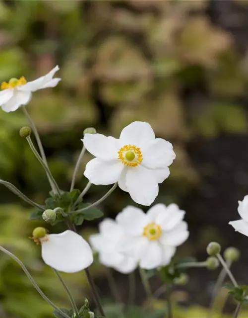 Garten-Herbst-Anemone 'Honorine Jobert'