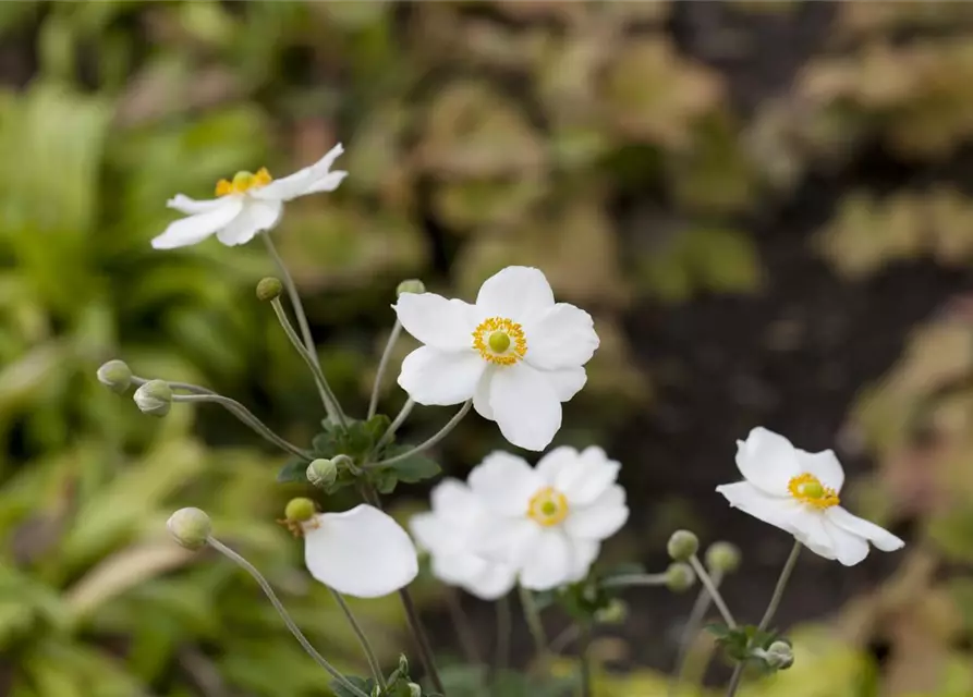 Garten-Herbst-Anemone 'Honorine Jobert'