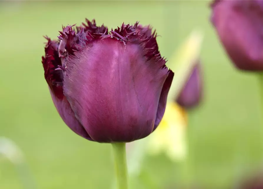 Crispa-Tulpe 'Gorilla'