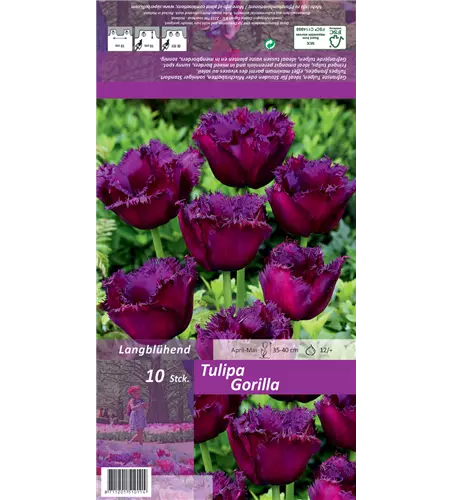 Crispa-Tulpe 'Gorilla'