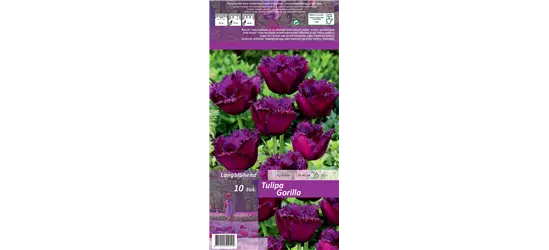 Crispa-Tulpe 'Gorilla'