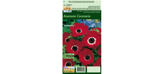 Garten-Anemone 'De Caen Hollandia'