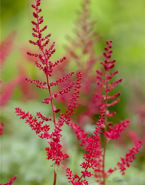 Garten-Prachtspiere 'Montgomery'