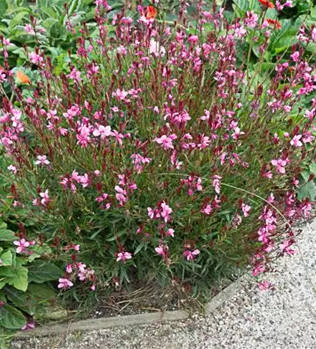 Gaura lindheimerii 'Siskiyou Pink'