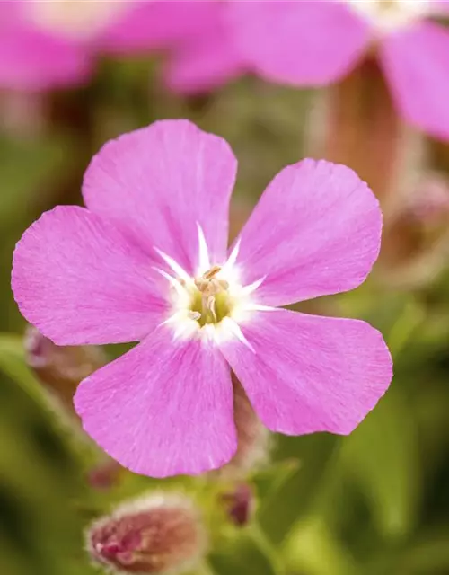 Garten-Polster-Seifenkraut 'Bressingham'