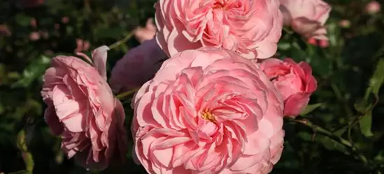 Beetrose 'Larissa'®