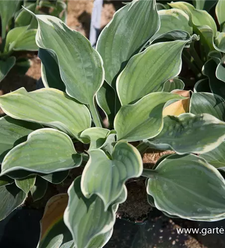 Funkie 'Super Sagae'