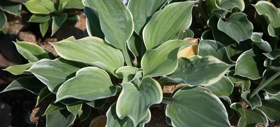 Funkie 'Super Sagae'