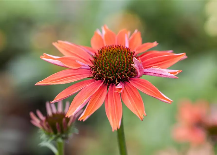Garten-Scheinsonnenhut 'Sundown'