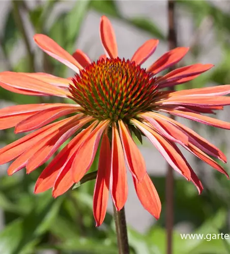 Garten-Scheinsonnenhut 'Sundown'