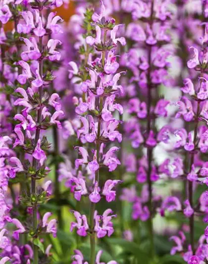 Garten-Blüten-Salbei